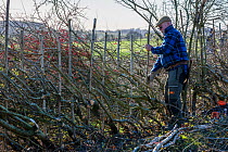 Traditional hedge laying, Fosse Cross, Gloucestershire, UK. November 2015.