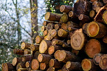 Timber stacked up for seasoning at a sawmill at Buckholt Woods, Gloucestershire, UK. March.