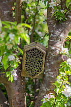Garden insect box positioned in an apple tree, Stroud, Gloucestershire, UK. May.