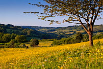 Baxter's Fields in the Slad Valley, a controversial housing development site, Stroud, Gloucestershire looking towards the Cotswolds Area Of Natural Beauty. June 2013.