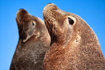 Australian sea lions (Neophoca cinerea) two males, sitting side by side. Carnac Island, Western Australia. It is the only sea lion colony in the world that comprises only males.