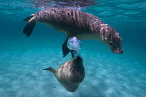 Two juvenile Australian sea lions (Neophoca cinerea) playing in shallow water, with one blowing bubbles as part of the social interaction between them, Carnac Island, Western Australia.