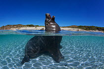 Australian sea lion (Neophoca cinerea) bull sitting in shallows, possibly to thermoregulate, Carnac Island, Western Australia.