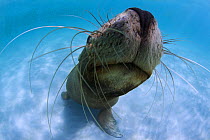 Juvenile Australian sea lion (Neophoca cinerea) approaching with curiosity, with details of whiskers, Carnac Island, Western Australia.