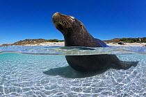 Australian sea lion (Neophoca cinerea) bull sitting in shallows, possibly to thermoregulate, Carnac Island, Western Australia.