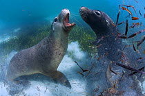 Two male Australian sea lions (Neophoca cinerea) juvenile and mature male play fighting, Carnac Island, Western Australia.