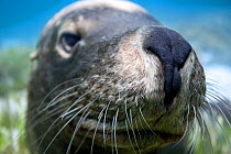 Australian sea lion (Neophoca cinerea) close up portrait of curious male, Carnac Island in Western Australia