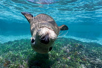 Australian sea lion (Neophoca cinerea) playful juvenile swimming upside-down, Carnac Island, Western Australia.