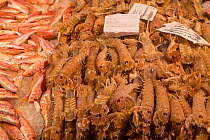 Fresh Mantis Shrimp (Squilla Mantis) for sale in Rialto Market Venice, Italy, April.