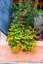 Window box with Nasturtiums, Curry Plant and Succulents, Venice, Italy, April.