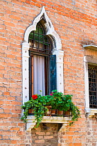 Potted Pelagoniums in window box Venice, Italy, April.