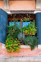 Window box with Nasturtiums, Curry Plant and Succulents in Venice, Italy. April.