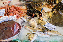 Fresh seafood in Rialto market, Venice, Italy, April.