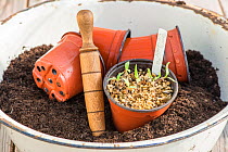 Tomato plant seedlings in plastic flower pot. England, UK. February.