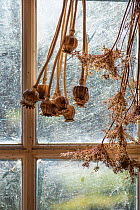 Potting shed window with dried seed heads. England, UK. February.