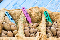 Potato (Solanum tuberosum), 'Arran Pilot', 'Juliette' and 'Sharpes Express', set to chit prior to planting, England, UK. February.