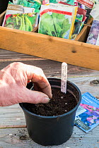 Gardeners sowing Sweet pea seed into 5 inch plastic pot. England, UK. February.