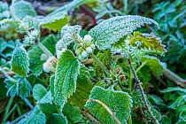 White Dead-nettle (Lamium album) in flower with frost, England, UK. February.
