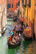 Gondolas with tourist passengers negotiating canals of Venice, Italy, April.