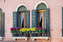 Venetian window box with succulents and cyclamen Venice, Italy, April.