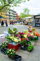 Flower and pottted plants for sale at Campo Santa Margherita, Market Square Venice, Italy, April.