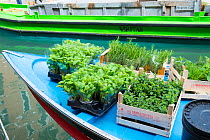 Living herbs for sale on barge, Rio de Santa Barnaba, Venice, Italy, April.