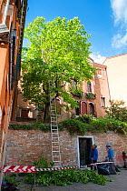 Tree surgery, Dorsoduro, Venice, Italy. April.