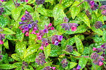 Lungwort (Pulmonaria)  cultivated  'Victorian Brooch' variety
