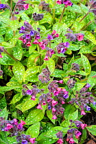 Lungwort (Pulmonaria) cultivated  'Victorian Brooch' variety