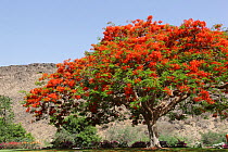 Royal poinciana (Delonix regia) in bloom in park, Oman, May