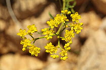 Rue (Haplophyllum tuberculatum) close-up of flowers, Oman, March
