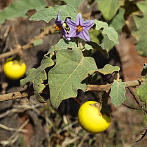 Thorn apple (Solanum incanum) with fruit and flower, Oman, November