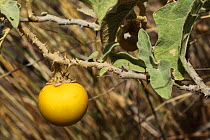 Thorn apple (Solanum incanum) with fruit, Oman, June