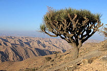 Yemen dragon tree (Dracaena serrulata) in high mountains, Oman, November
