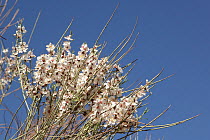 Arabian almond (Amygdalus arabica) flowers, Oman, April