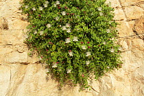 Cartilage caper (Capparis cartilaginea) in bloom, Oman, May