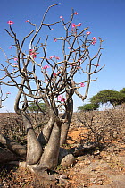 Desert rose (Adenium obesum) Oman, September