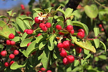 Staff vine (Maytenus dhofarensis) close-up of fruit, Oman, November