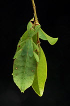 Australian leaf insect (Phyllium monteithi) on black background. Queensland,Australia.