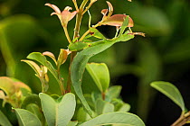 Australian leaf insect (Phyllium monteithi) on vegetation. Queensland,Australia.