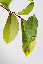 Australian leaf insect (Phyllium monteithi) on white background. Queensland, Australia.