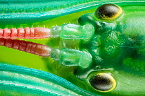 Peppermint stick insect head (Megacrania batesii) Queensland, Australia.