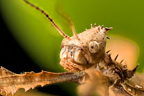 Spiny leaf insect (Extatosoma tiaratum), Queensland, Australia.