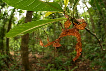 Spiny leaf insect (Extatosoma tiaratum) female, Queensland, Australia.