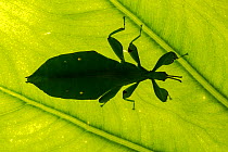 Australian leaf insect (Phyllium monteithi) silhouetted against leaf,  Queensland, Australia.
