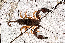 Rainforest scorpion, Queensland,Australia.