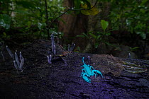 Rainforest scorpion glowing blue in UV light at night.  Queensland, Australia.