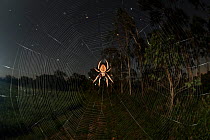 Orb weaver spider (Araneidae) at night with starry night, Queensland, Australia.