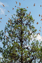 Little red flying-foxes (Pteropus scapulatus)  roosting on inland White mahogany tree (Eucalyptus acmenoides) Atherton Tablelands, Queensland, Australia.