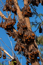 Little red flying-foxes (Pteropus scapulatus)  roosting on inland White mahogany trees (Eucalyptus acmenoides), Atherton Tablelands, Queensland,Australia.